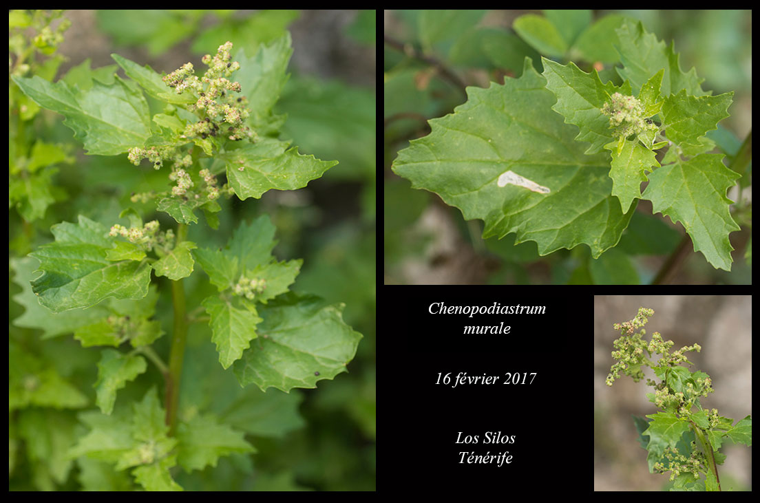 Chenopodium murale